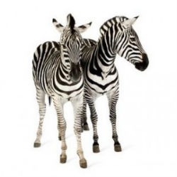 Duplicate Content: Causes, Implications, and Fixes Matrix Internet SEO Duplicate content