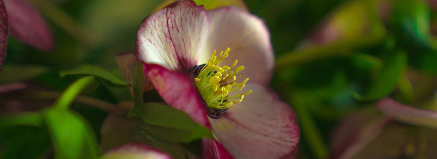 Appassionata Flowers Banner