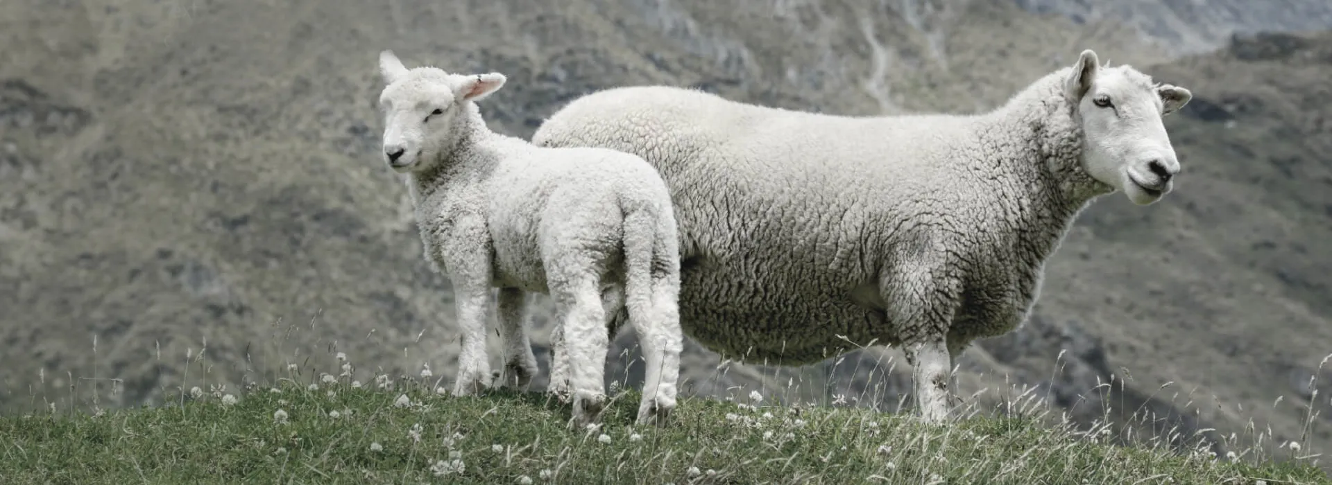 A sheep and a lamb on a mountainside
